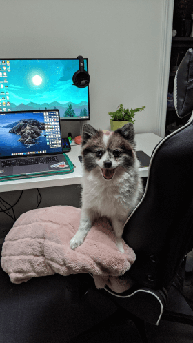 Pepper the Pomeranian sitting happily on office chair