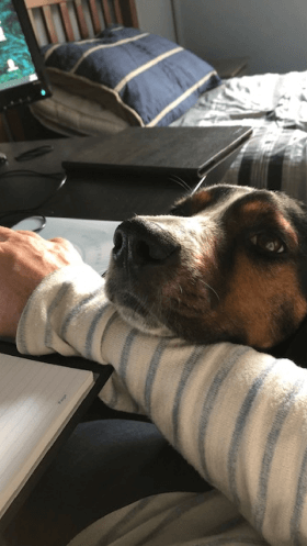 Bailey the hound dog resting his chin on owner’s arm as she works