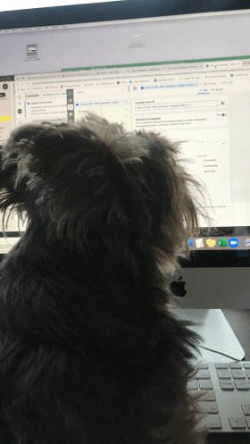 Valentino the Yorkie facing a computer monitor